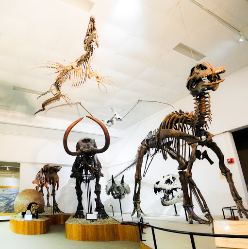 fossilized bones of extinct creatures