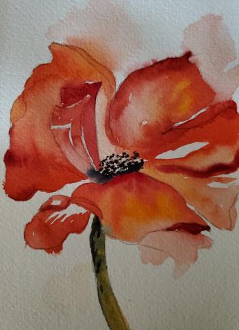 watercolor poppy
