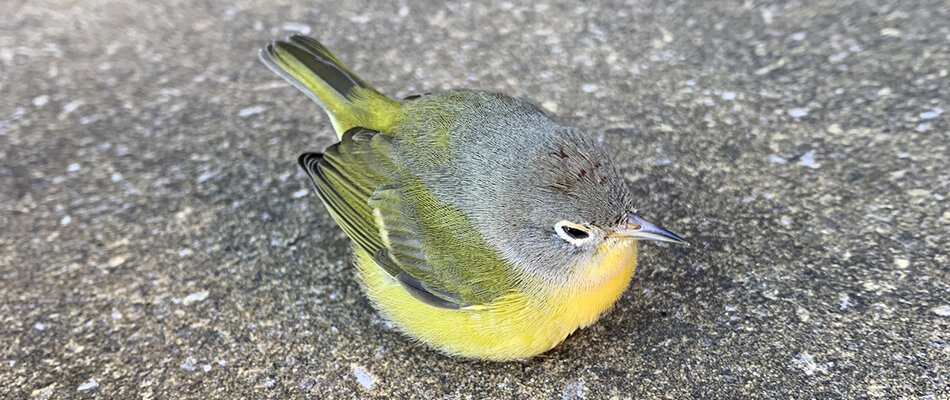 A warbler recovers from being stunned from colliding with a window in Madison. Photo by Linda Crubaugh, Bird Collision Corps volunteer.