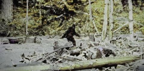 bigfoot photo