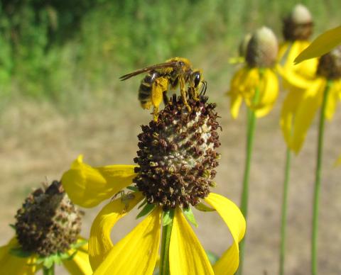 Bee on flower