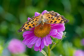 Butterfly on flower