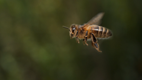 Photo of bee