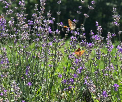 Butterflies