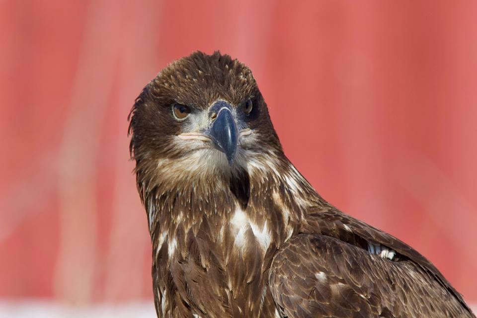 Victor E, bald eagle